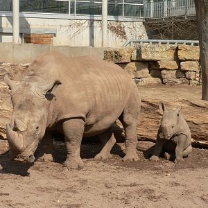 Erfurt's baby. 03/2007