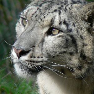 Jurques France, snow leopard