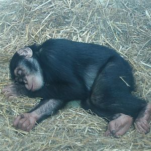 Copenhagen Zoo - Chimpanzee