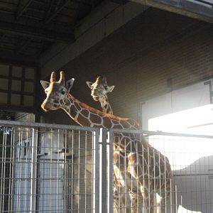Odense Zoo - Giraffes