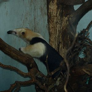 Copenhagen Zoo - Tamandua