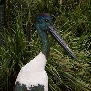 black necked stork