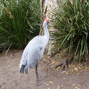 brolga at Taronga