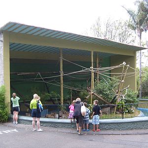Spider monkey enclosure at Taronga