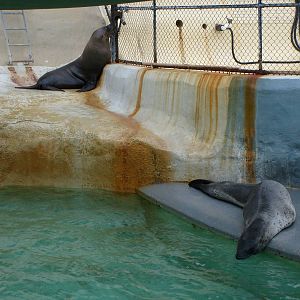 old seal pools Taronga