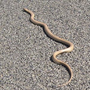 brown snake on road near Nyngan, New South Wales