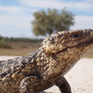Shingle back on road Western NSW.