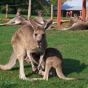 Fort Wayne Kangaroos