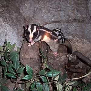 Striped possum