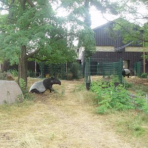 Copenhagen Zoo - Malayan tapirs