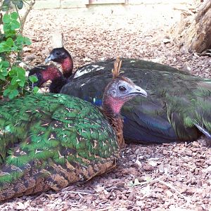 Copenhagen Zoo - Congo peacocks