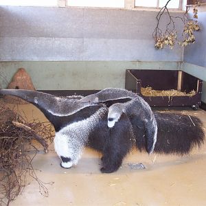Copenhagen Zoo - Giant anteater with young