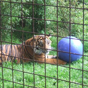Kepala at Chester Zoo 2007