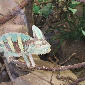 Veiled Chameleon at Chester Zoo 2007