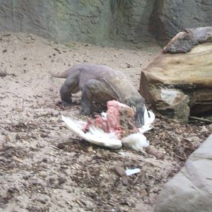Komodo Dragon, Chester Zoo, 2007