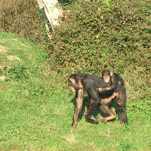 Chimpanzees at Chester Zoo, 2008