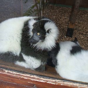 Black and White Ruffed Lemur at Chester Zoo 2008