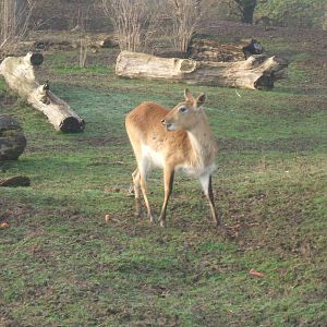 Kafe Flats Lechwe, Chester Zoo 2007
