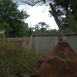 Meerkat and Lechwe at Chester Zoo, 2006