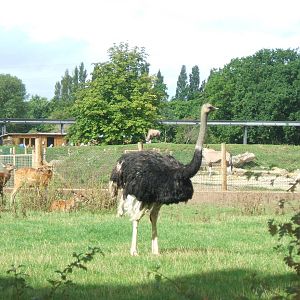 Paddocks at Chester Zoo, 2007