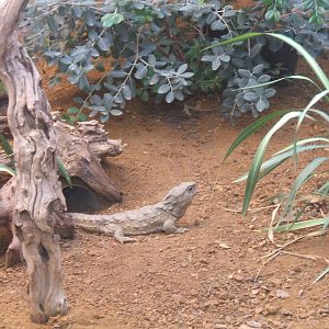Tuatara, Chester Zoo, 2007