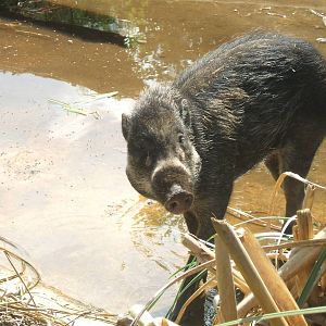 Visayan Warty Pig, Chester Zoo, 2007