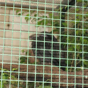 Berlin Zoo - Hornbill