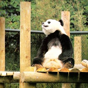 Giant Panda on exhibit 1988