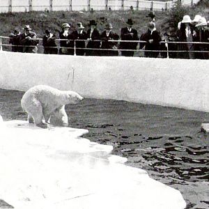 Polar Bear Exhibit 1920's