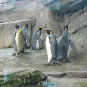 Berlin Zoo - Penguins