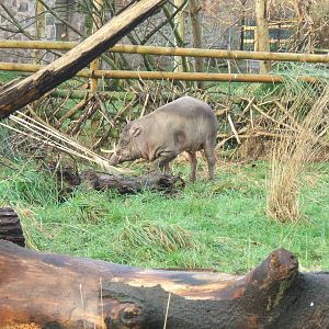 Babirusa at Chester zoo, 2006/2007?