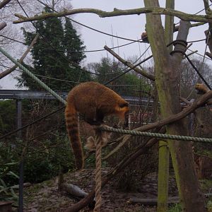 Coati at Chester Zoo, 2005