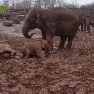 Elephants at Chester Zoo, late 2005