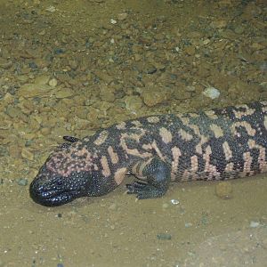 Gila Monster, Chester Zoo 2007