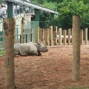 Indian Rhino at Chester Zoo, 2007