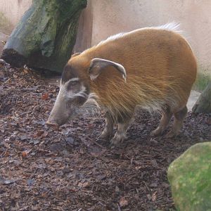 Red River Hog, Chester Zoo, 2007
