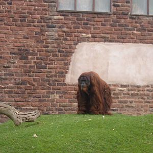 Orang Utan at Chester Zoo, 2005/06