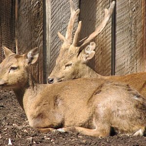 Calamian Deer