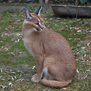 Copenhagen Zoo - Caracal