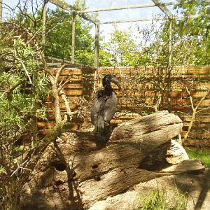 Copenhagen Zoo - Abyssinian  ground hornbill