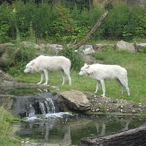 Berlin Zoo - Wolves