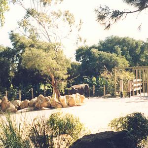 Asiatic Elephant Enclosure - Perth Zoo 1987