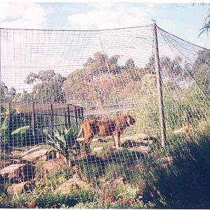 Asiatic Lion Enclosure - Perth Zoo 1987