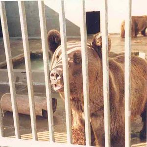 Ussuri Brown Bear Enclosure - Perth Zoo 1987
