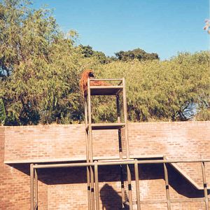 Orang Enclosure - Perth Zoo 1987