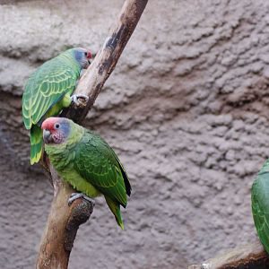 Red tailed Amazon parrot