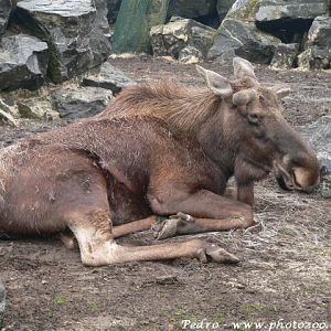 American elk (Alces alces americanus)
