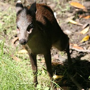 Chinese tufted deer (Elaphodus cephalophus michianus)