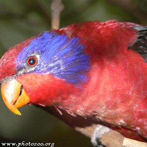 Black-winged lory (Eos cyanogenia)