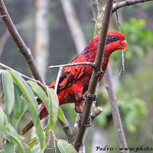 Reticulated lory (Eos reticulata)
